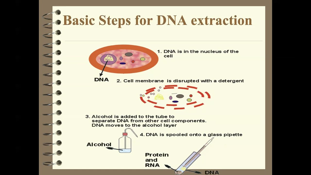 DNA Extraction