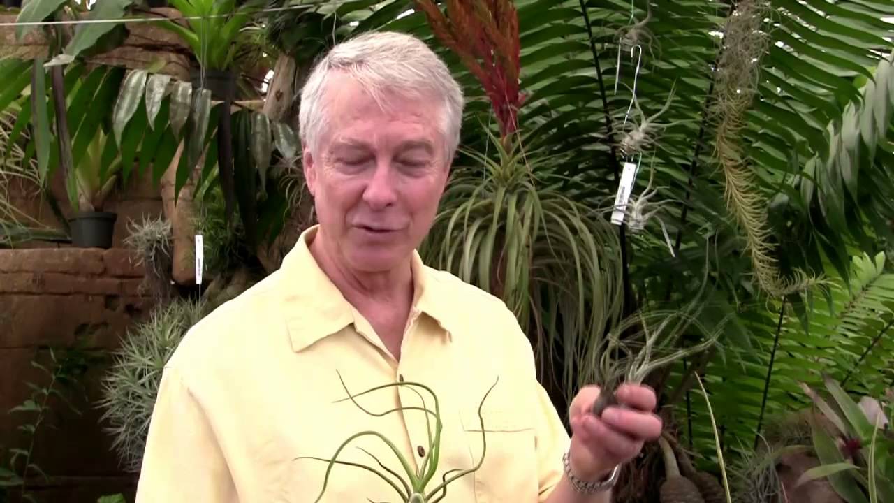 Paul Isley / Rainforest Flora, Inc. - Pseudo-Bulbous Tillandsia