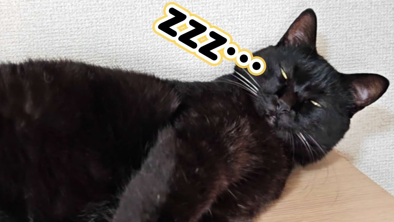 今日もかわいい愛猫に癒されました！w