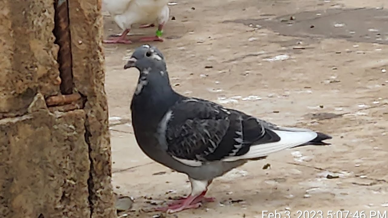 Herbots pigeons selection system - @kattimanipigeons