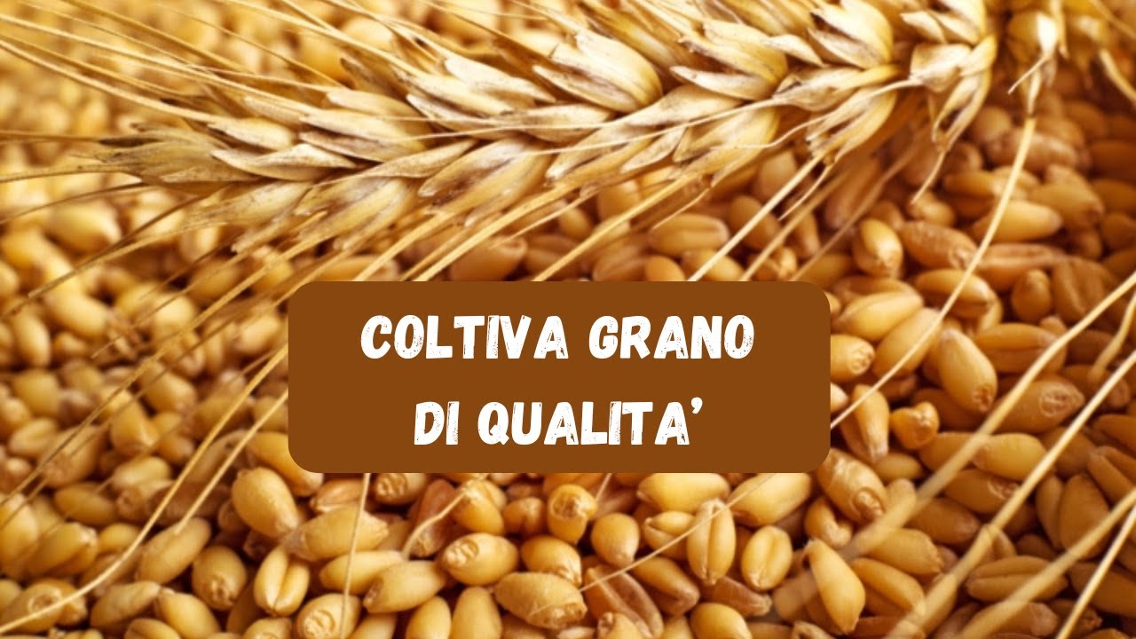 Grano di Qualità: I Passaggi Fondamentali per la Coltivazione