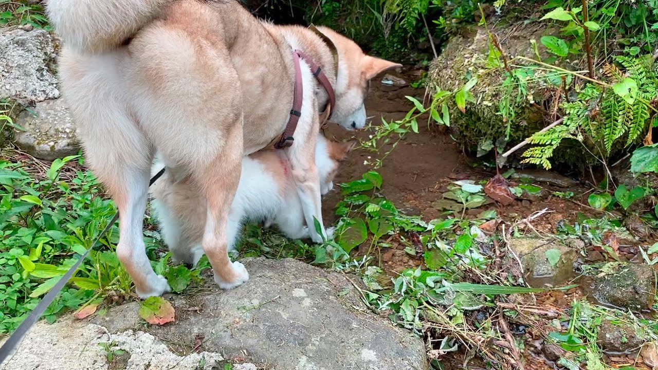 食後のルーティーンが可愛すぎるふたり💕