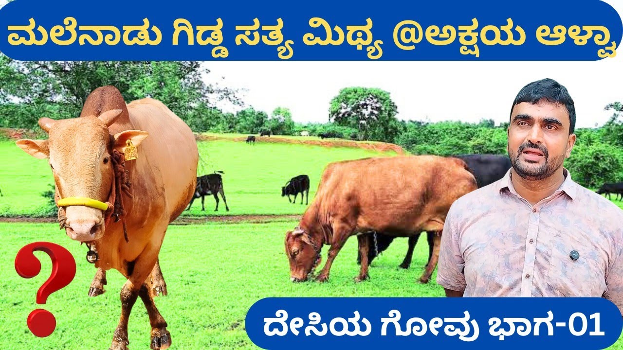 ಮಲೆನಾಡು ಗಿಡ್ಡ ನಿಮಗೆ ಬೇಕಾ⁉️ಸಂರಕ್ಷಣಾಅಭಿಯಾನದಲ್ಲಿ ಕೈಜೋಡಿಸಿ‼️ಮಲೆನಾಡು ಗಿಡ್ಡ ಹಸುಗಳ ವಿಶಿಷ್ಟತೆಗಳೇನು @ನಿಂತಿಕಲ್