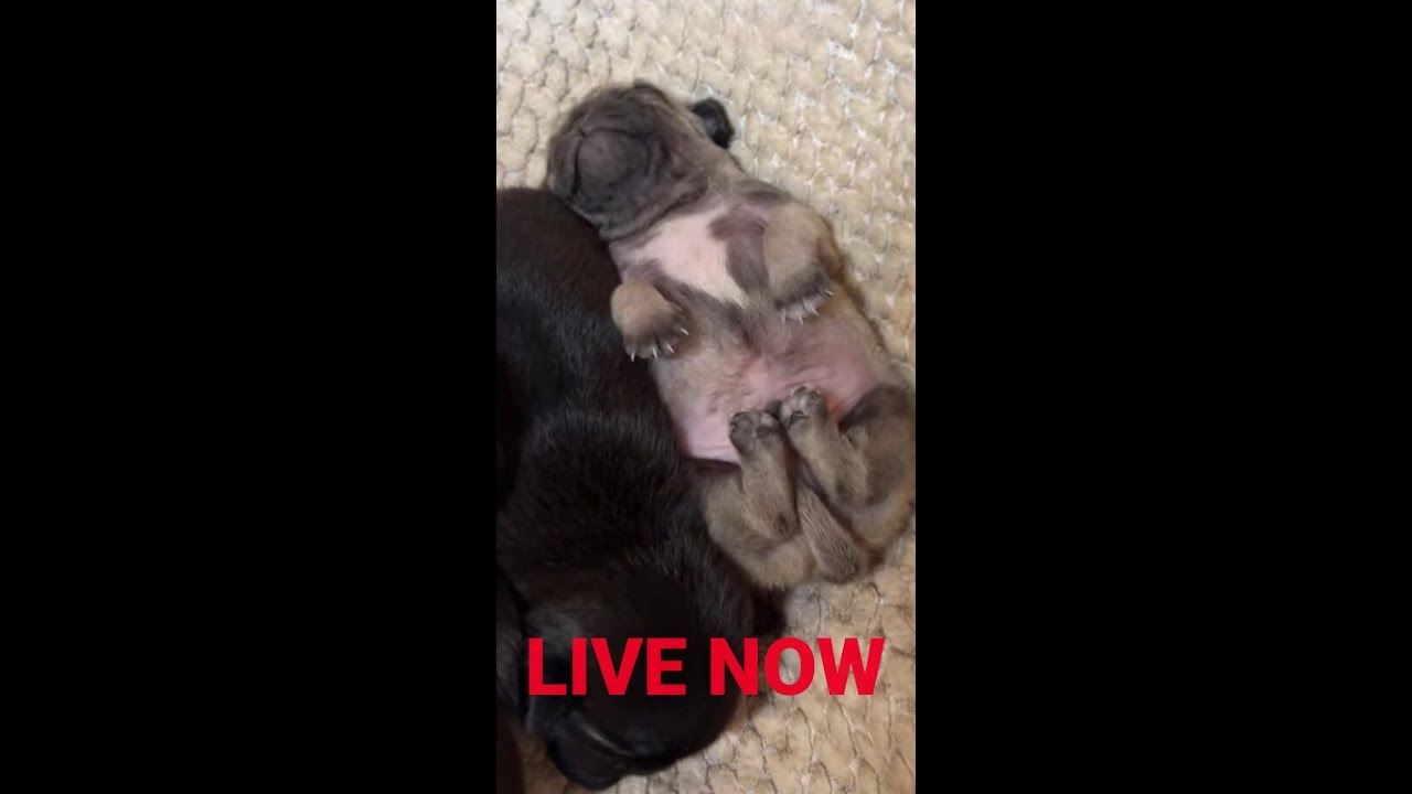 Pug Puppies LIVE NOW Feeding 🐶 Calm, Cute & Relaxing (HD)