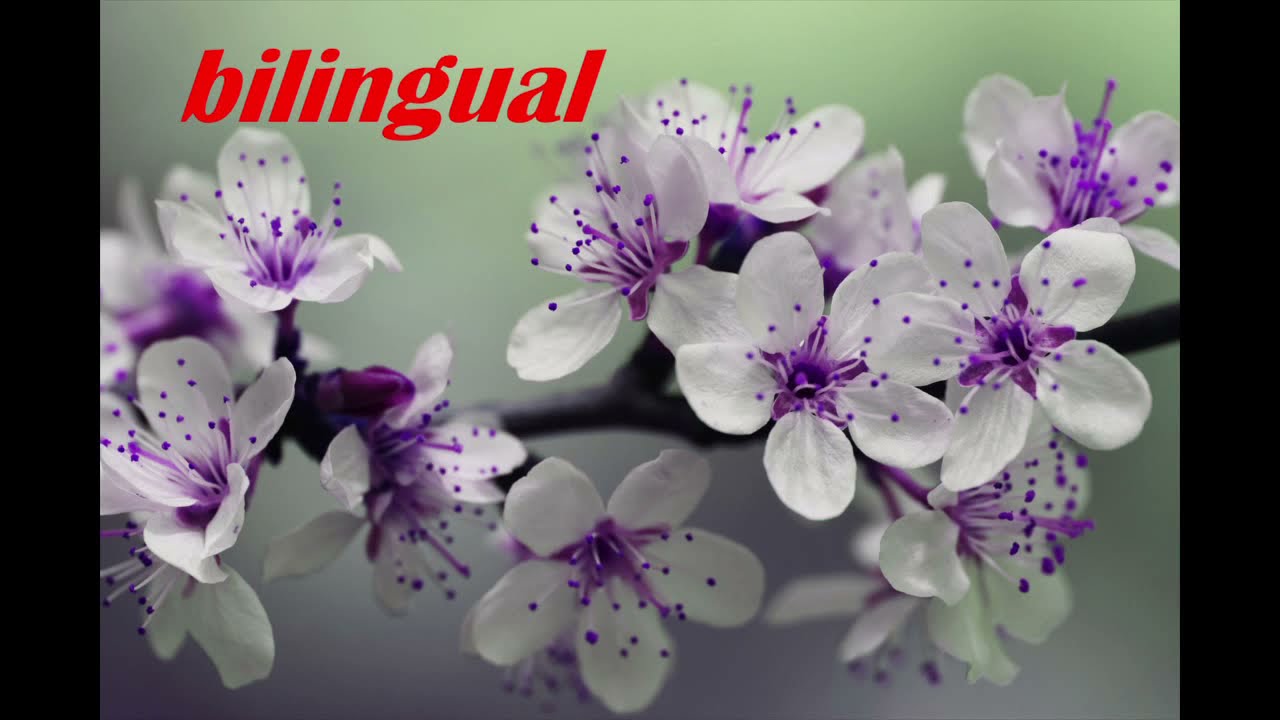 bilingual pop song