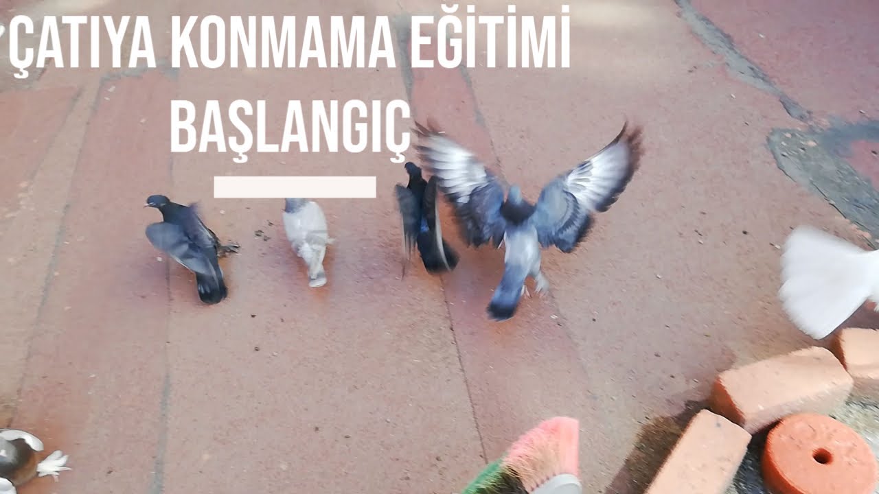 Yeni Yavrulara Uçum Eğitimi Veriyorum 2 Bina arasında zor eğitime Başladık