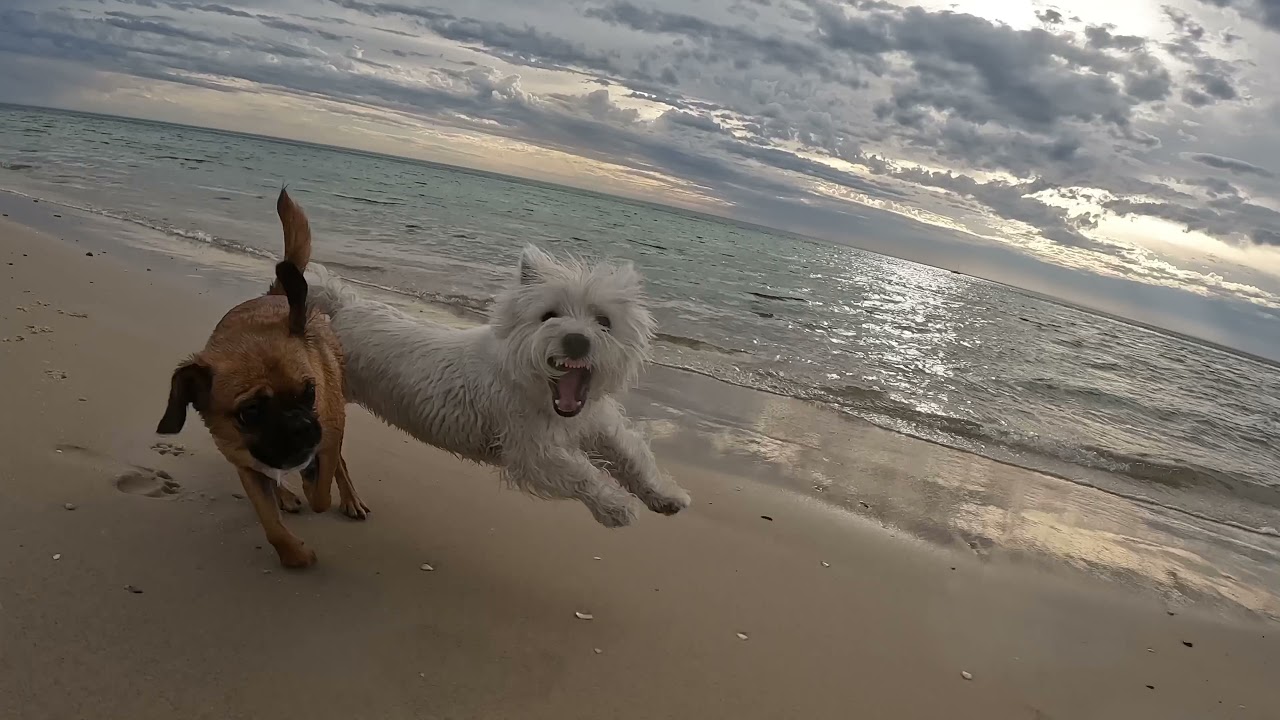 Westie playing at the beach