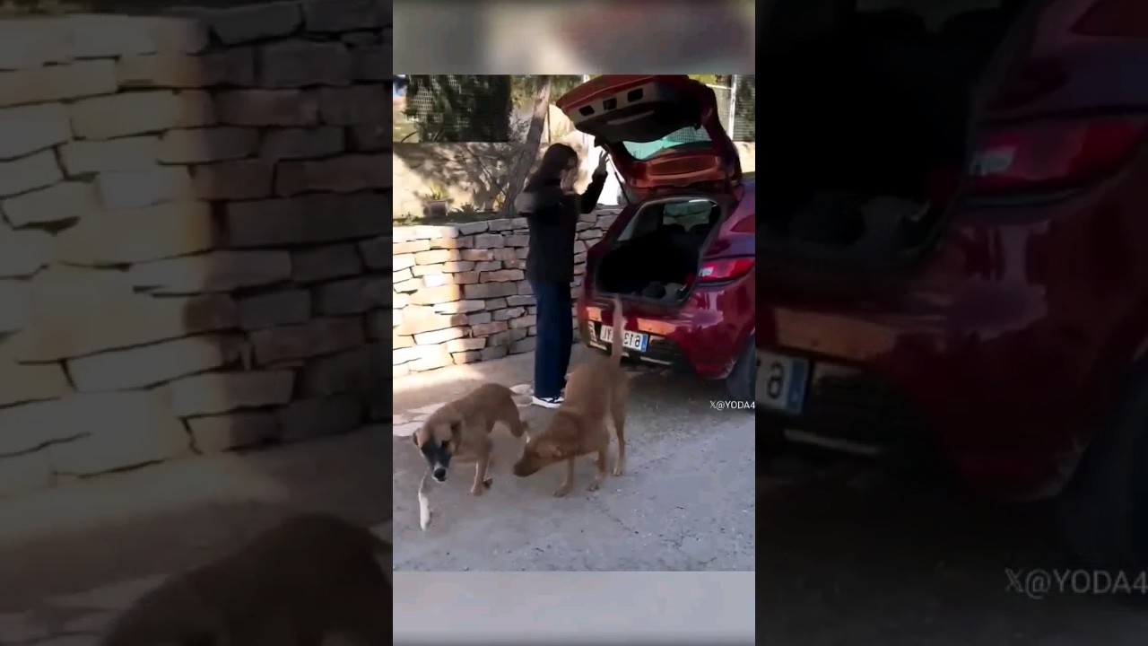 As&iacute; fue la reacci&oacute;n de estos Perros adoptados al encontrarse despu&eacute;s de...❤️🥺