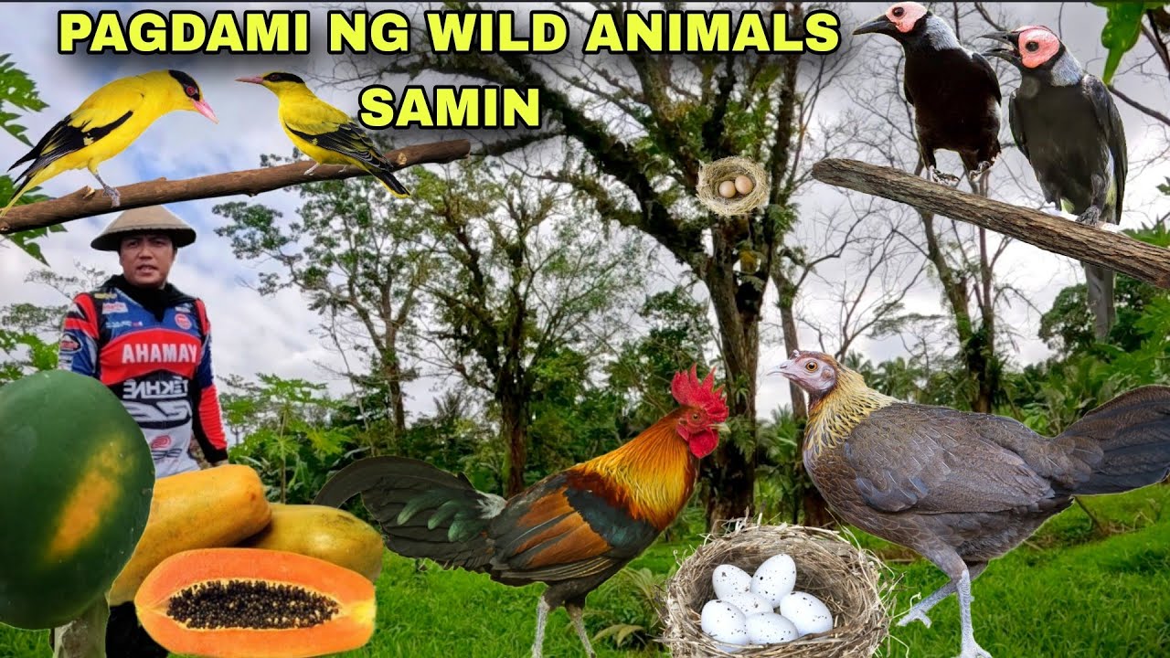 Mga wild animals sobrang dami na nila nagkalat na pati itlog ng labuyo Nakikita resulta sa kalikasn