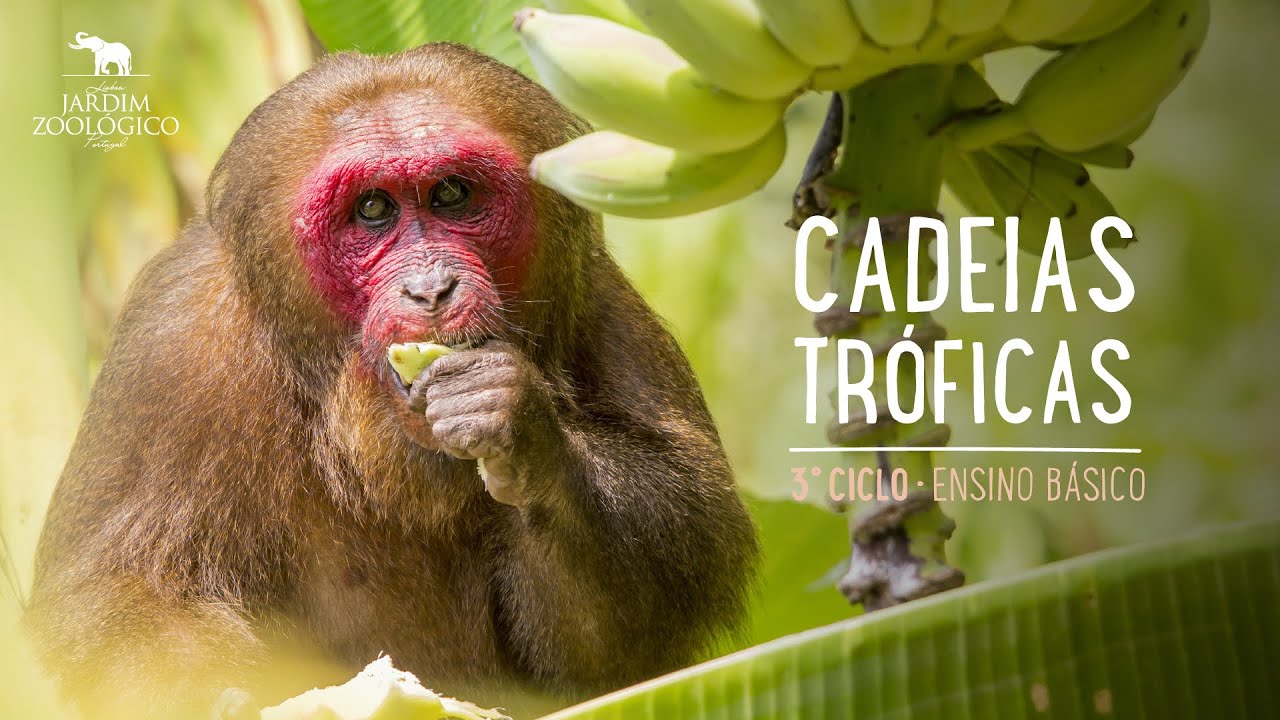 Cadeias tróficas - 3º Ciclo do Ensino Básico | Jardim Zoológico