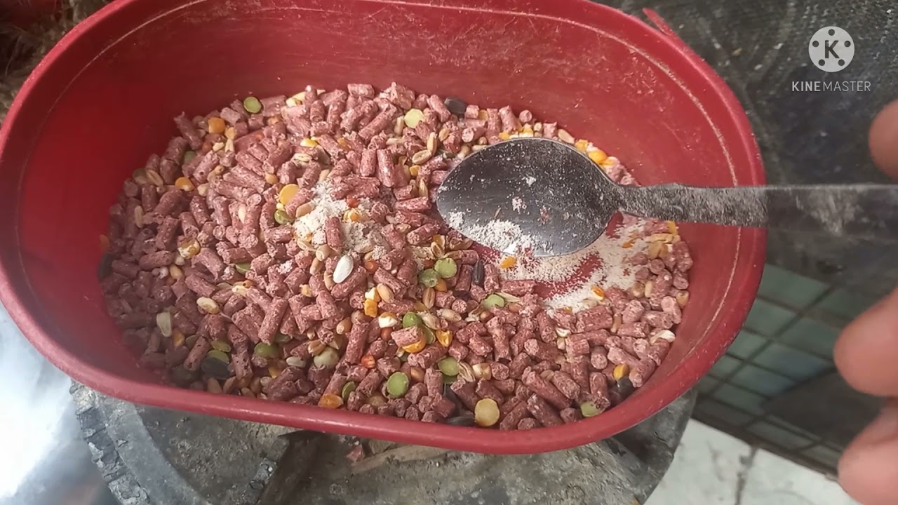 maintenance feeding para sa mga alagang manok panabong.