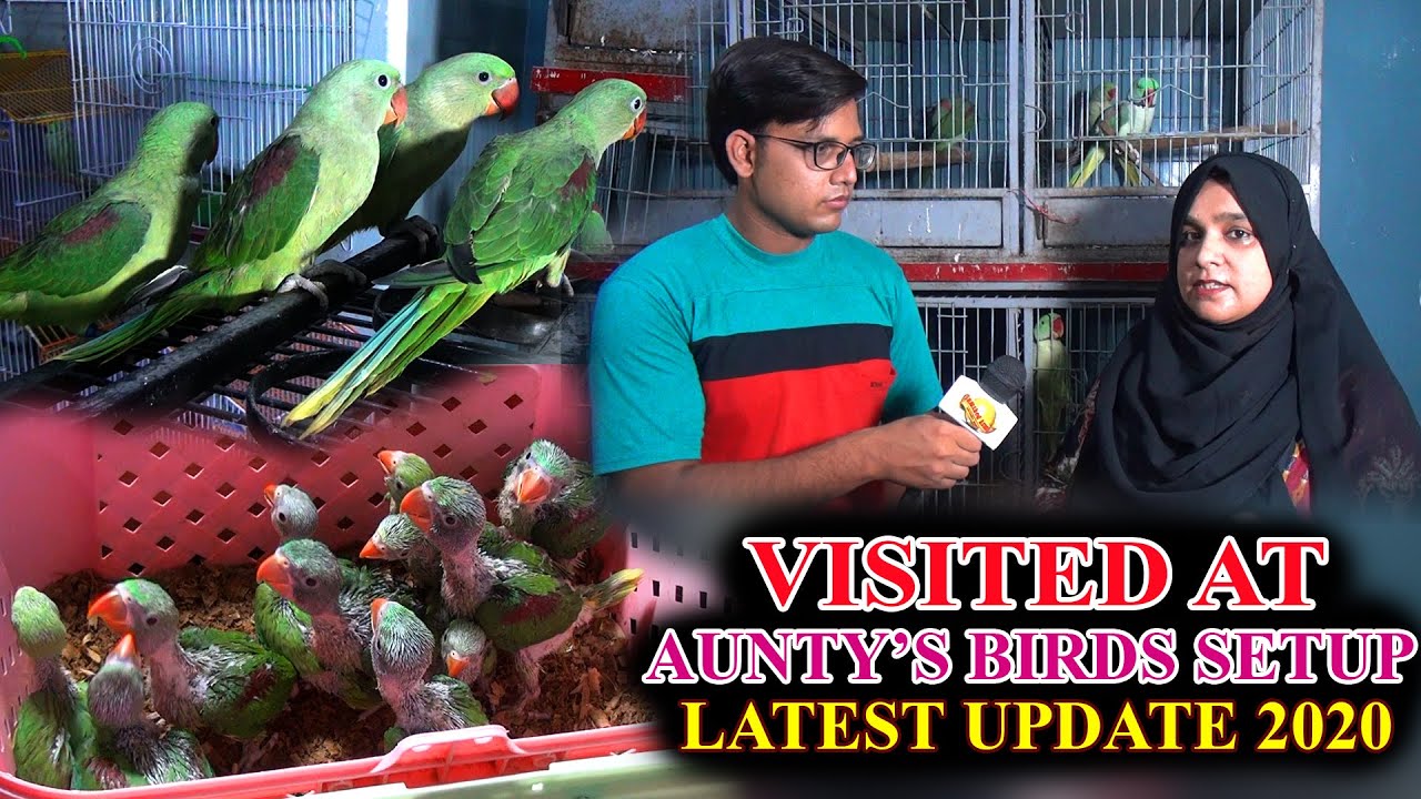 Green Neck Raw Talking Parrots gray and other parrots at Anty Birds Setup video In Urdu/Hindi