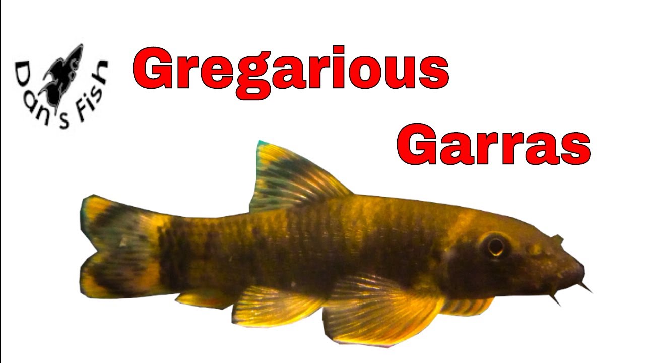Panda Garra Mob