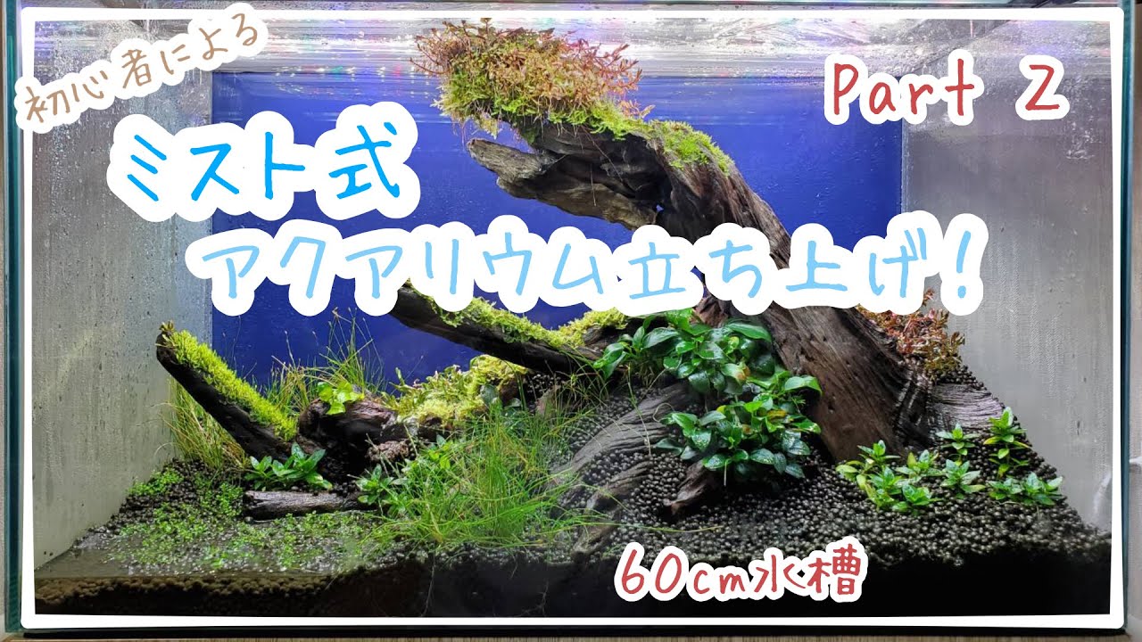 【アクアリウム】ミスト式60cm水草水槽レイアウト！　Making an Aquarium