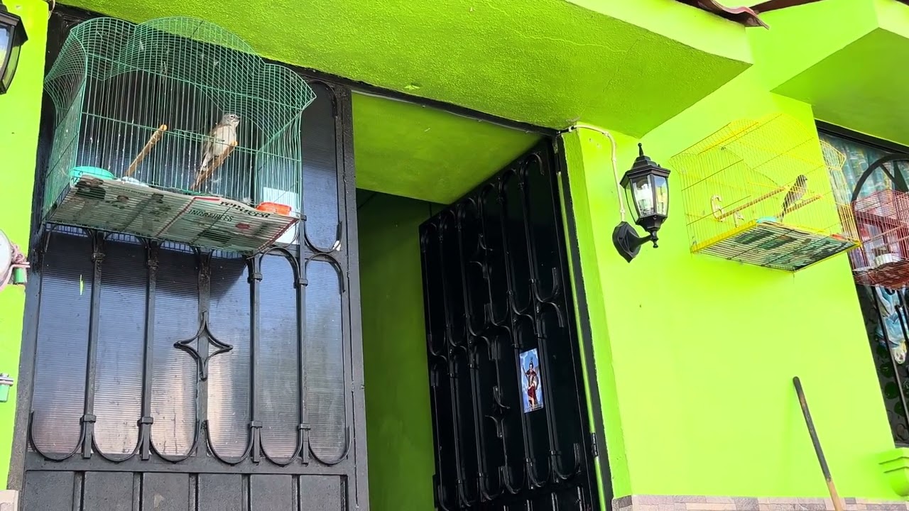 Jilgueros Mexicanos cantando, 14/febrero/2026