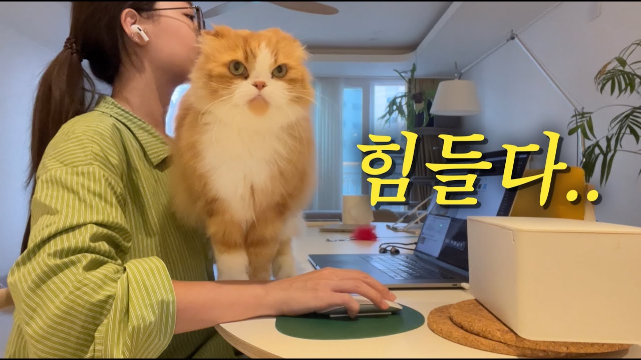애교많은 고양이를 키우면 힘든 이유