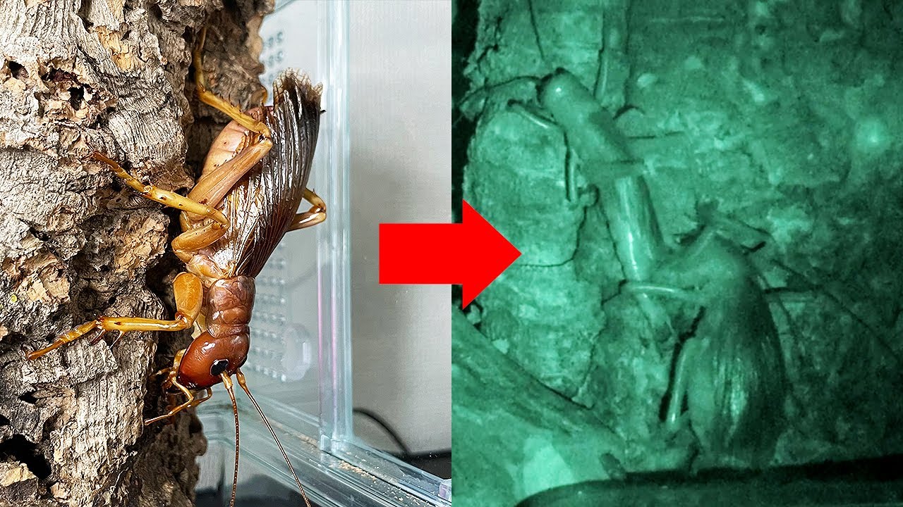 【貴重映像】リオックをペアで飼育するととんでもないことに...