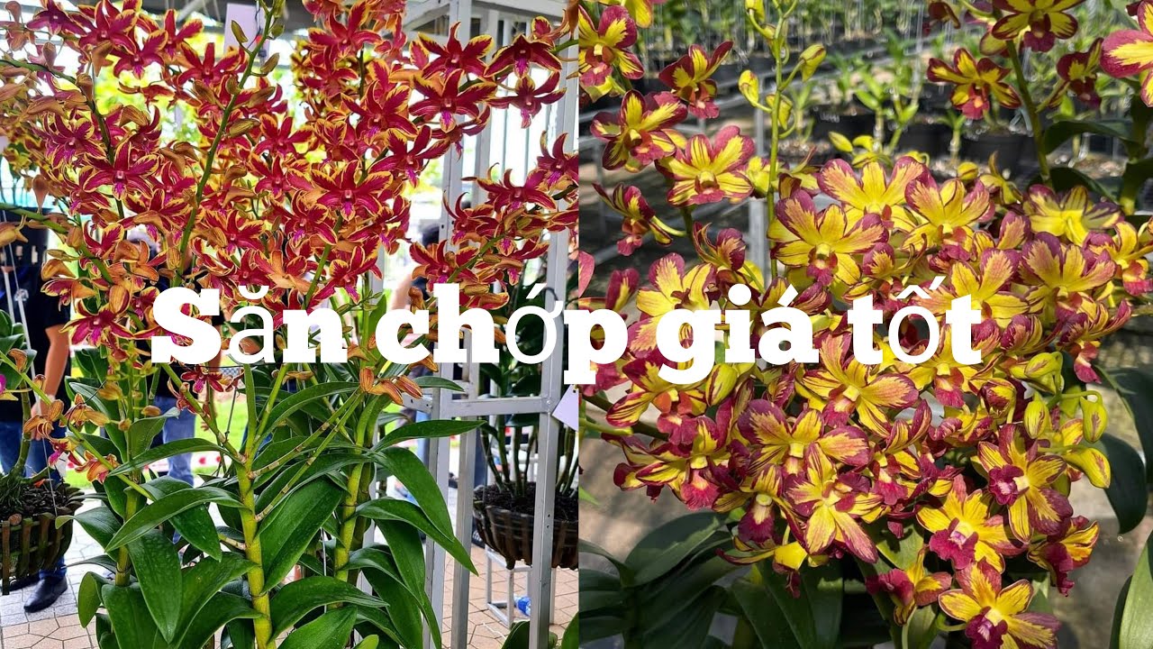 Dendro chớp chơi tết, 0972899855.