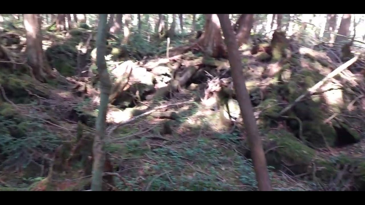 【青木ヶ原樹海】県道71号線Xゾーン