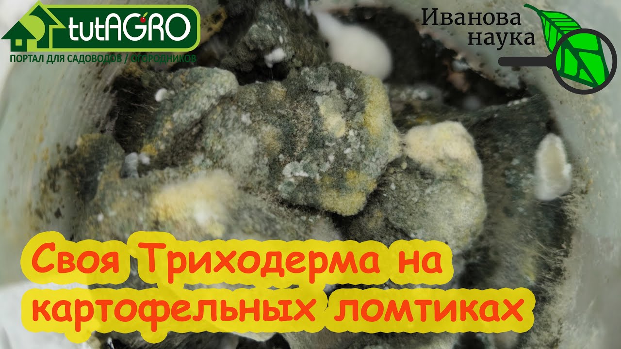 ВЫРОСЛА ТРИХОРДЕРМА. Что делать дальше: триходерма на картофельных ломтиках.
