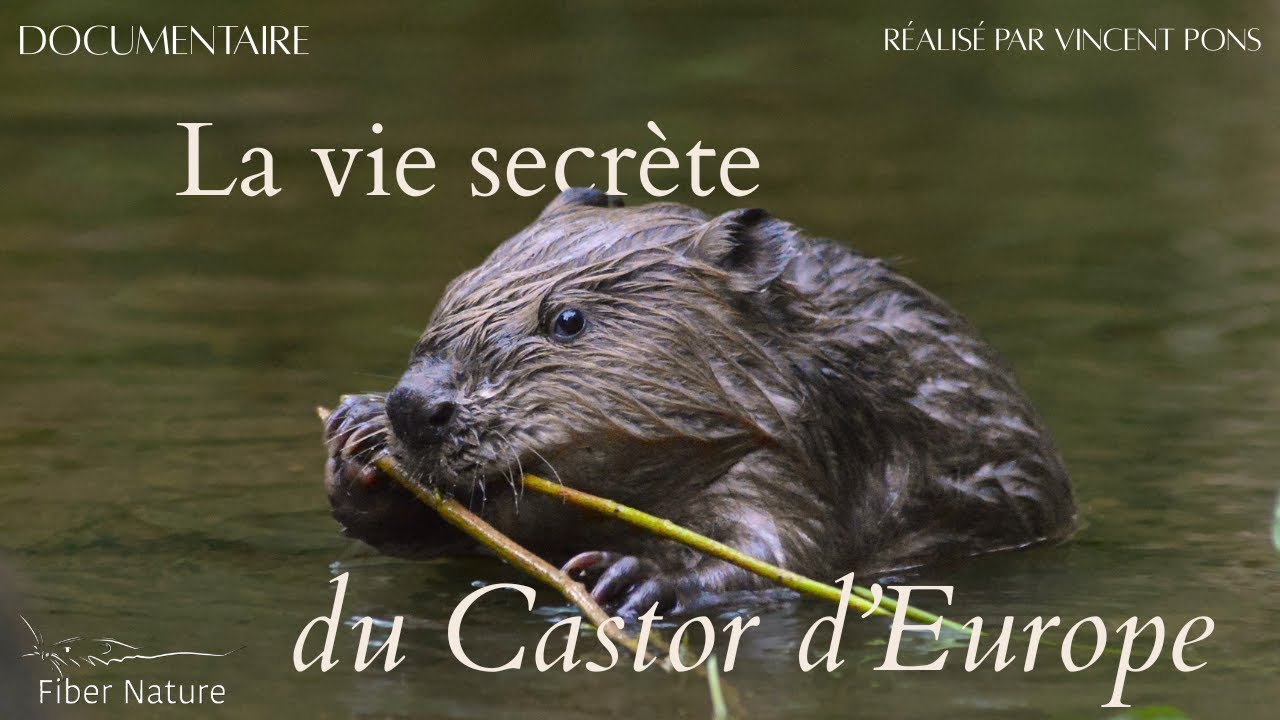 La vie secrète du Castor d'Europe - Traces et Constructions - DOCUMENTAIRE 2026