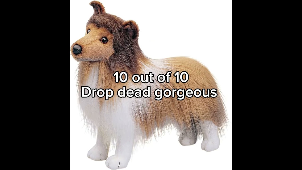 Ranking Douglas dogs (just my opinion)