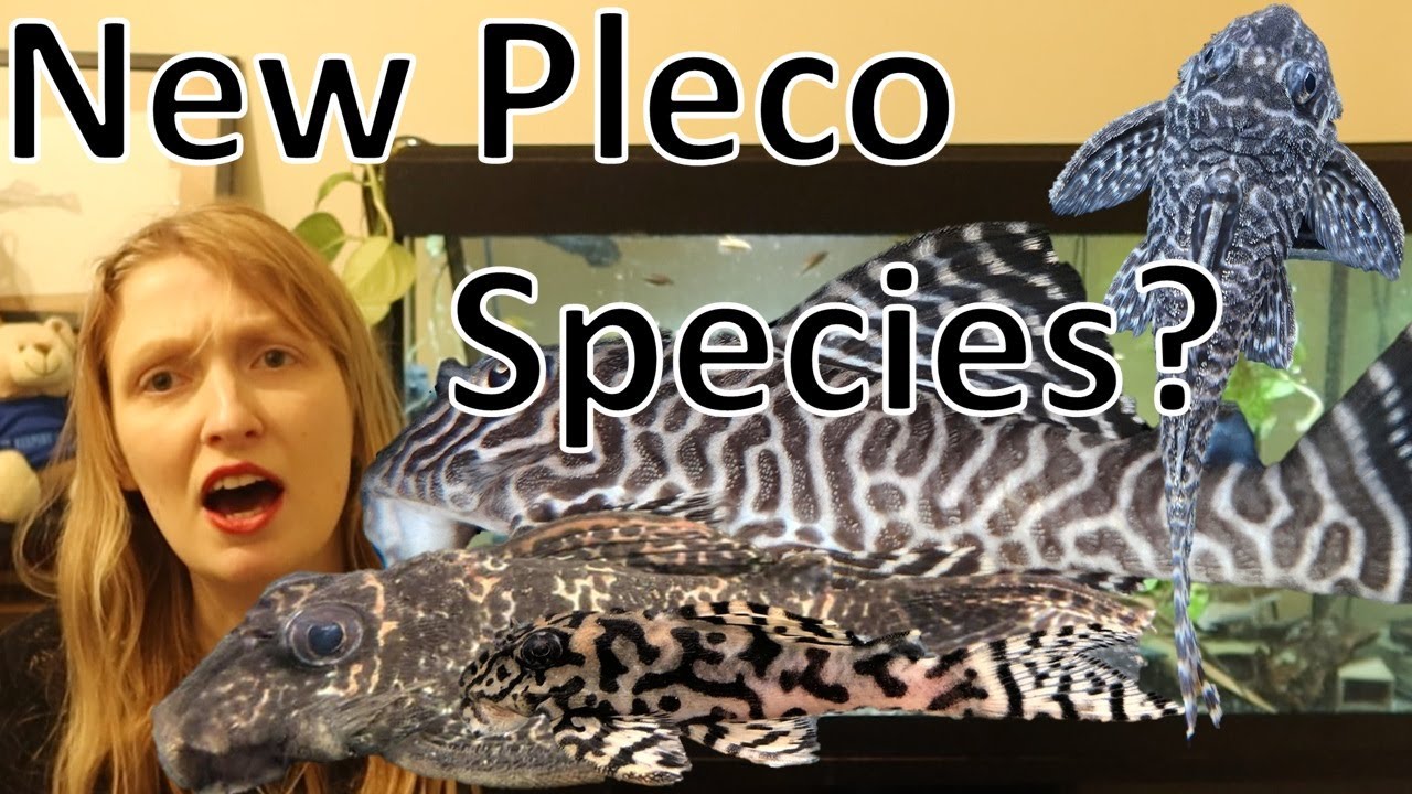 New Pleco Species! L066, L236 and L074 described!
