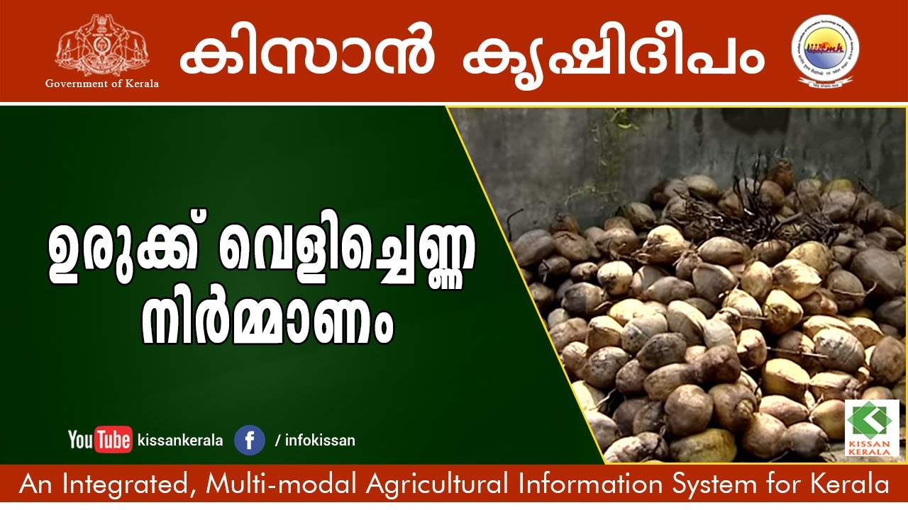 Virgin coconut oil preparation, Kannur