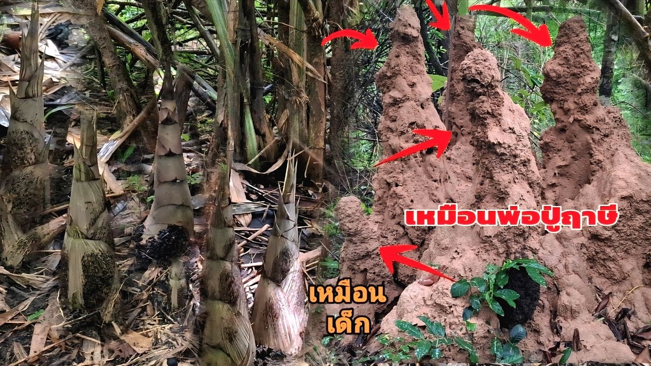 ขนลุกเจอแบบนี้ในป่าหน้อไม้ก็เยอะมาก