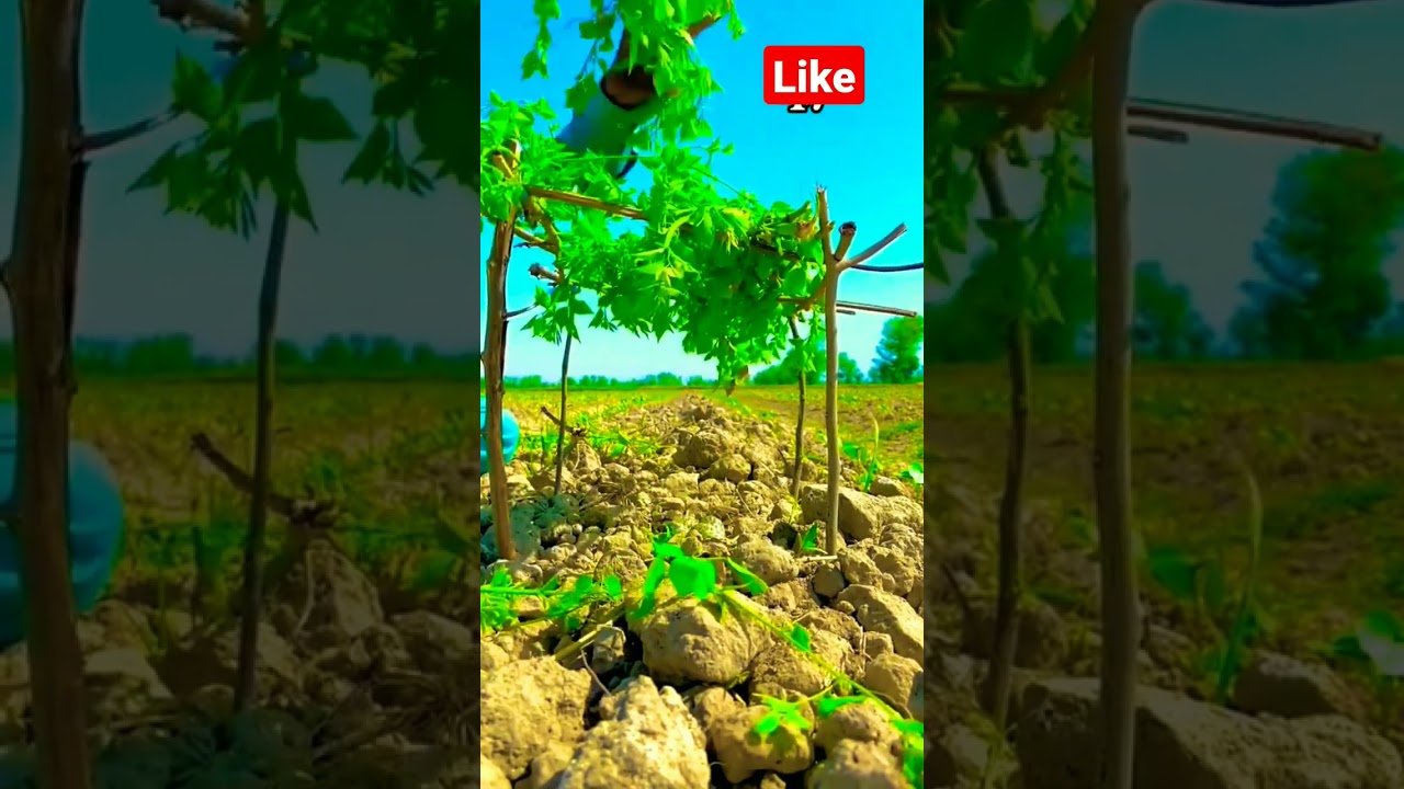 #junglebirds #nature #birds #birdshort #birdshelptips #birdsvideo #birdview #junglebeauty
