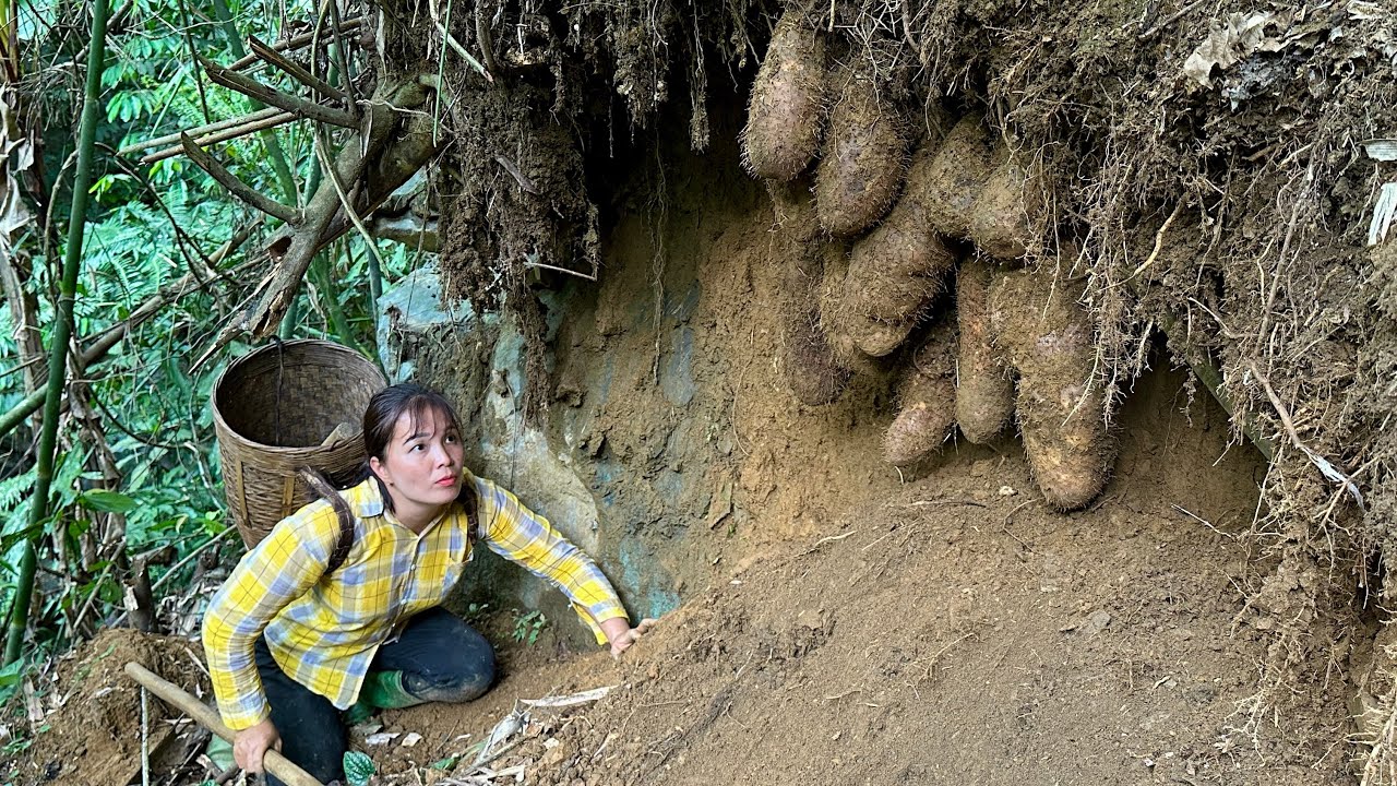 Amazing Harvesting Giant Tuber In The Forest, Cooking Pig Feet, Farm life