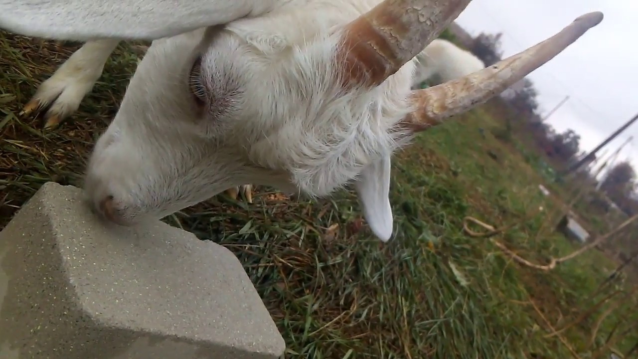A goat is licking salt brick. Unintentional ASMR.  Коза лижет соль лизунец. АСМР. 故意ではない ASMR.