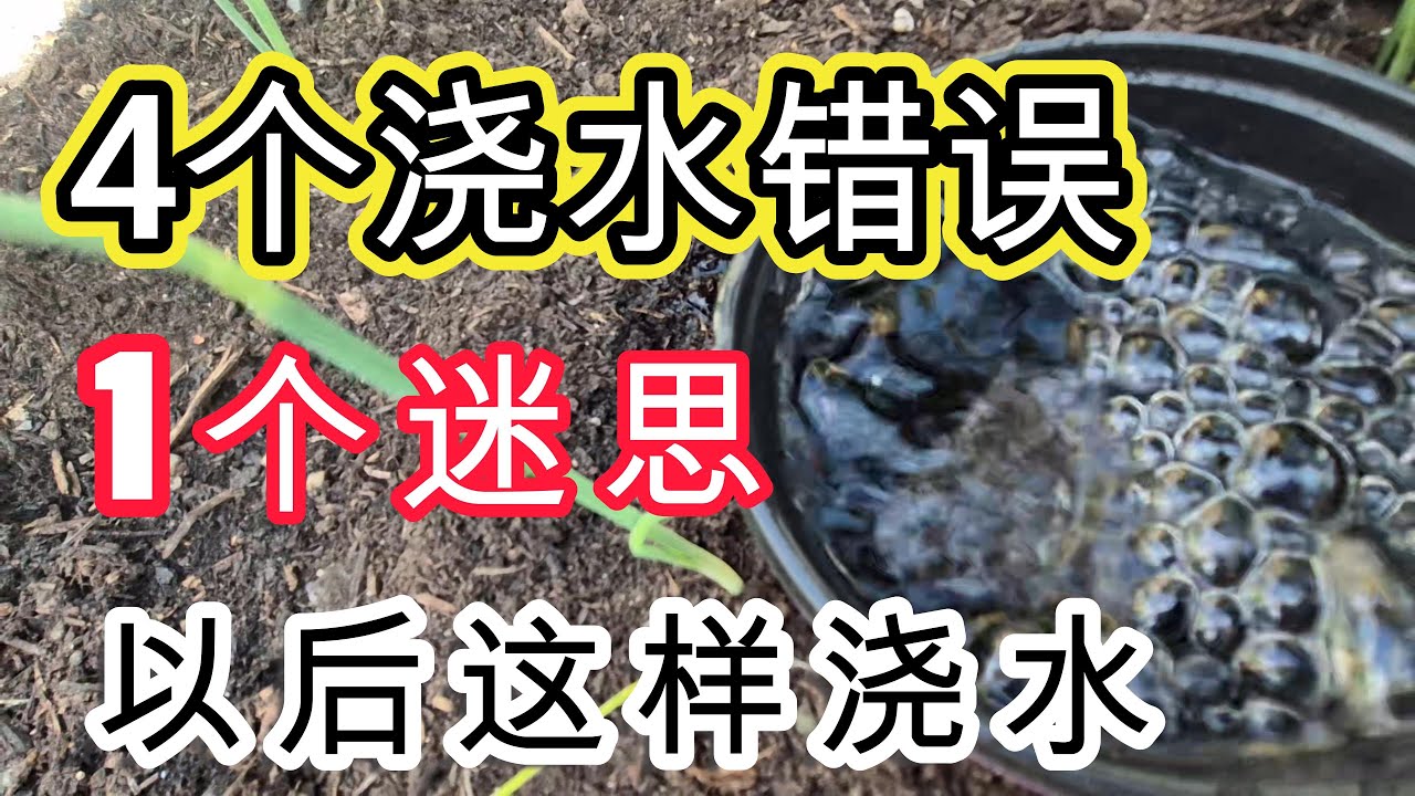 💯浇水也有大讲究：避开这4大错误和1个误解，菜地立刻好转#garden #vegetables #plants