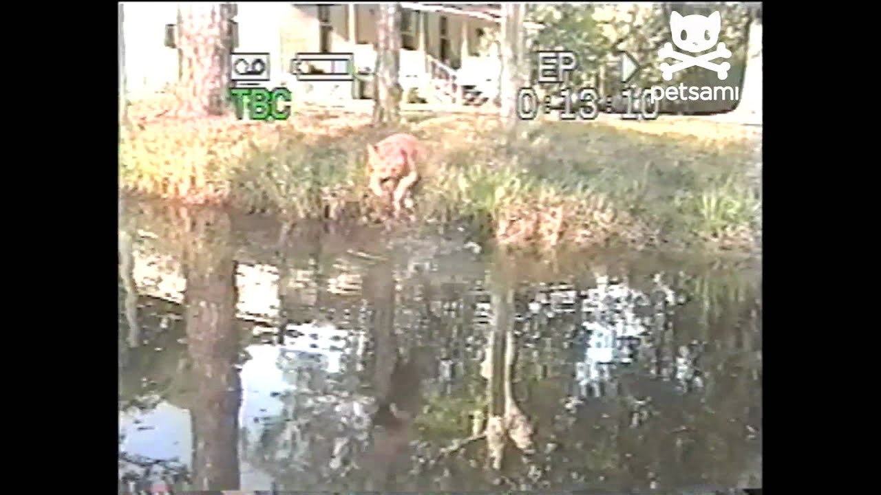 Courageous cat takes one giant leap