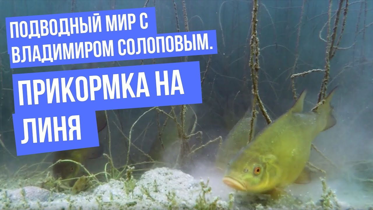 Прикормка на линя \ Подводный мир с Владимиром Солоповым