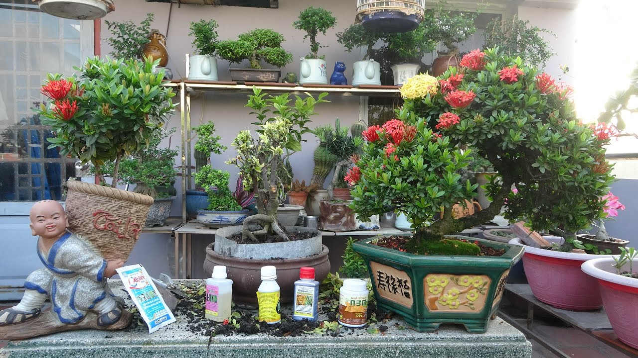 C&Aacute;CH CHĂM C&Acirc;Y B&Ocirc;NG TRANG (MẪU ĐƠN) CHẬM PH&Aacute;T TRIỂN KHI TRỒNG CHẬU .