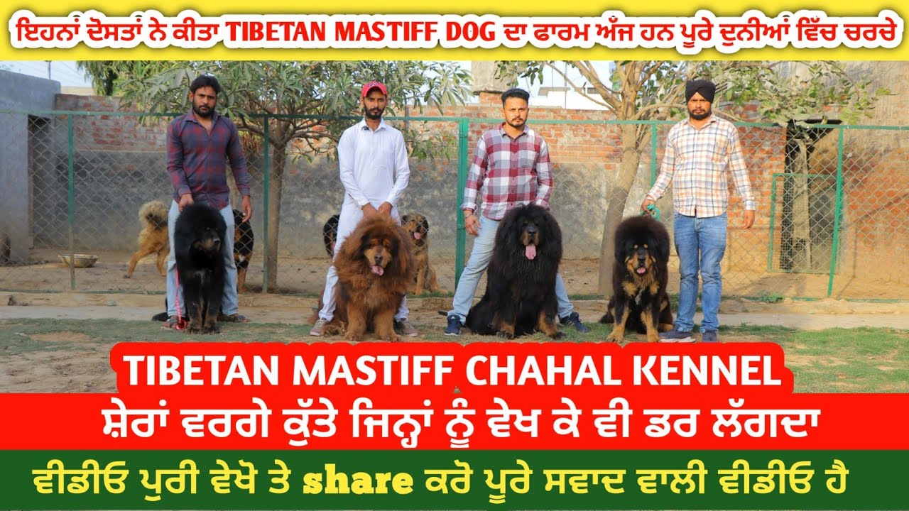 ਜੇ ਤੁਸੀਂ ਆ ਕੁੱਤਾ ਘਰ ਰੱਖ ਲਿਆ ਤਾਂ ਅਸਲੇ ਦੀ ਲੋੜ ਨਹੀਂ - Tibetan Mastiff Chahal Kennel  @ILTI LANA TV