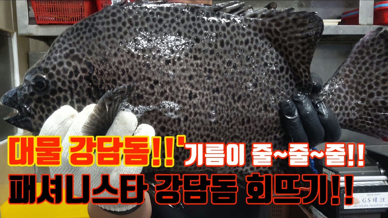 대물 강담돔 회뜨기!