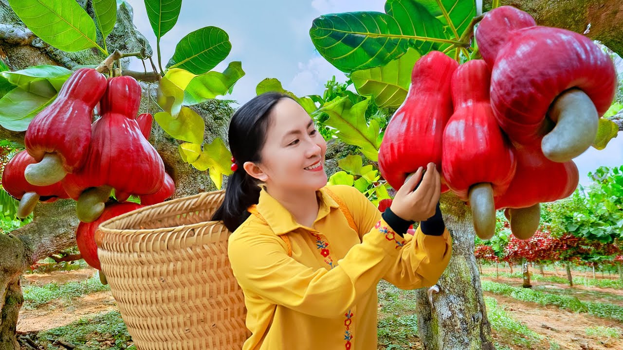 Harvest Red Cashew Hybrid Wax Apple Fruits & Go to Market Sell - how to make red cashew fruits salad