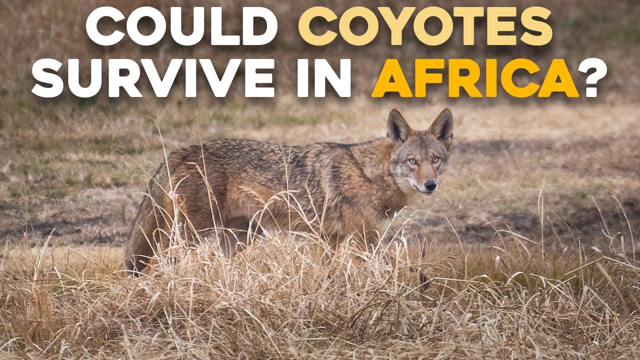 Could Coyotes Survive in Africa?
