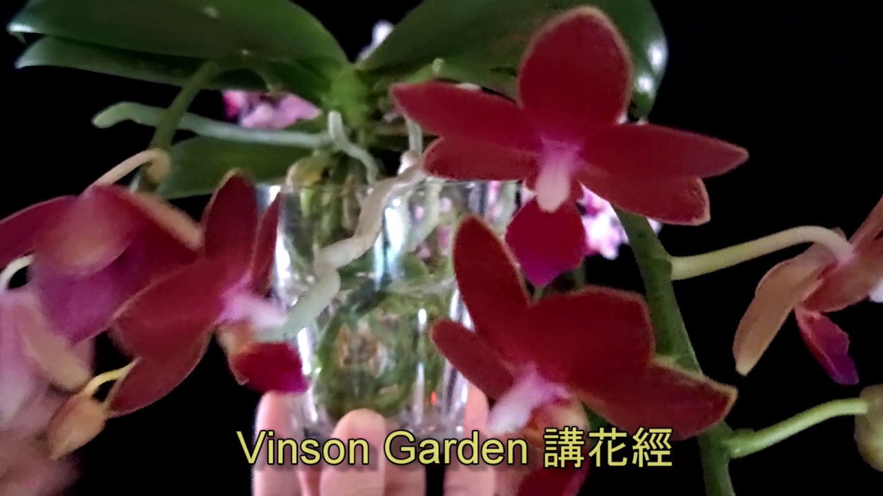 蝴蝶蘭祼根兩天後有什麼變化情況【Vinson Garden 講花經】
