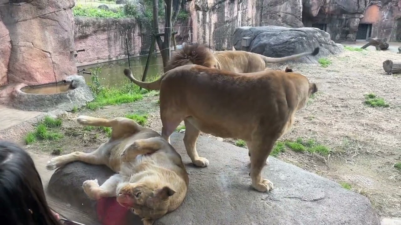 A Day at The Osaka Tennoji Zoo | नेपाली 🇳🇵 in Japan 🇯🇵 |