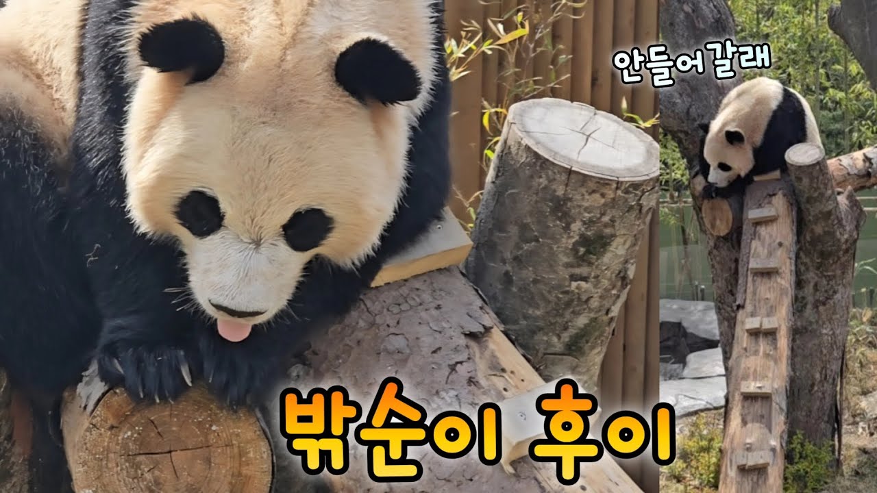 밖순이 후이와 집순이 루이의 목요일 오전 영상💕26.04.16 Everland Ruibao Huibao 