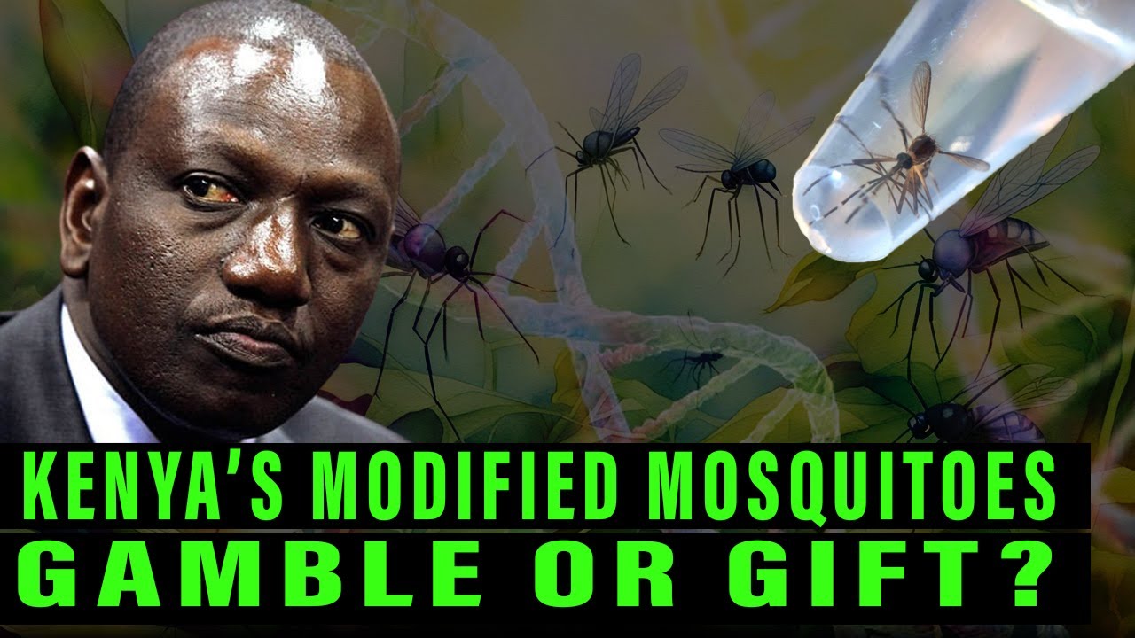 Kenya to Unleash Controversial Genetically Modified Mosquitoes