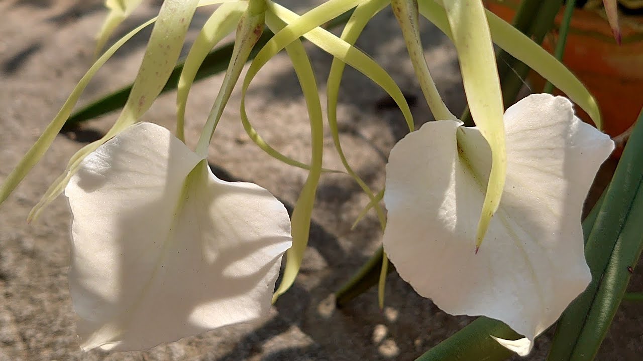 Brassavola nodosa 'Susan Fuchs' ブラサボラ ノドサ　‘スーザン　フークス’