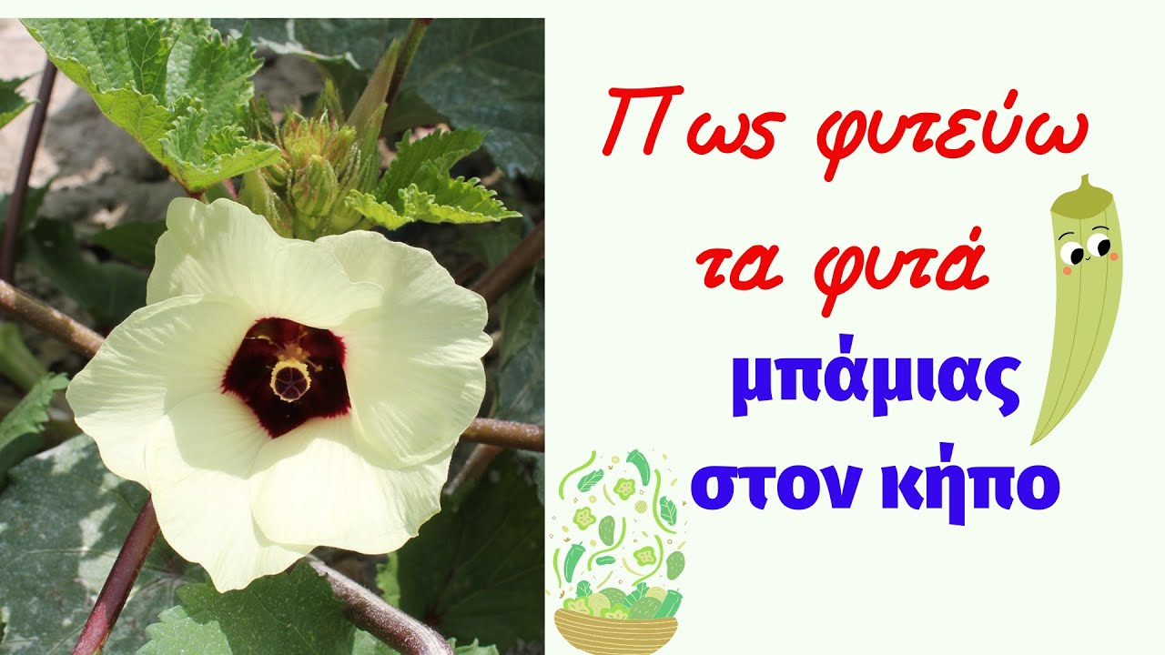 Πως φυτεύω τα φυτά μπάμιας στον κήπο