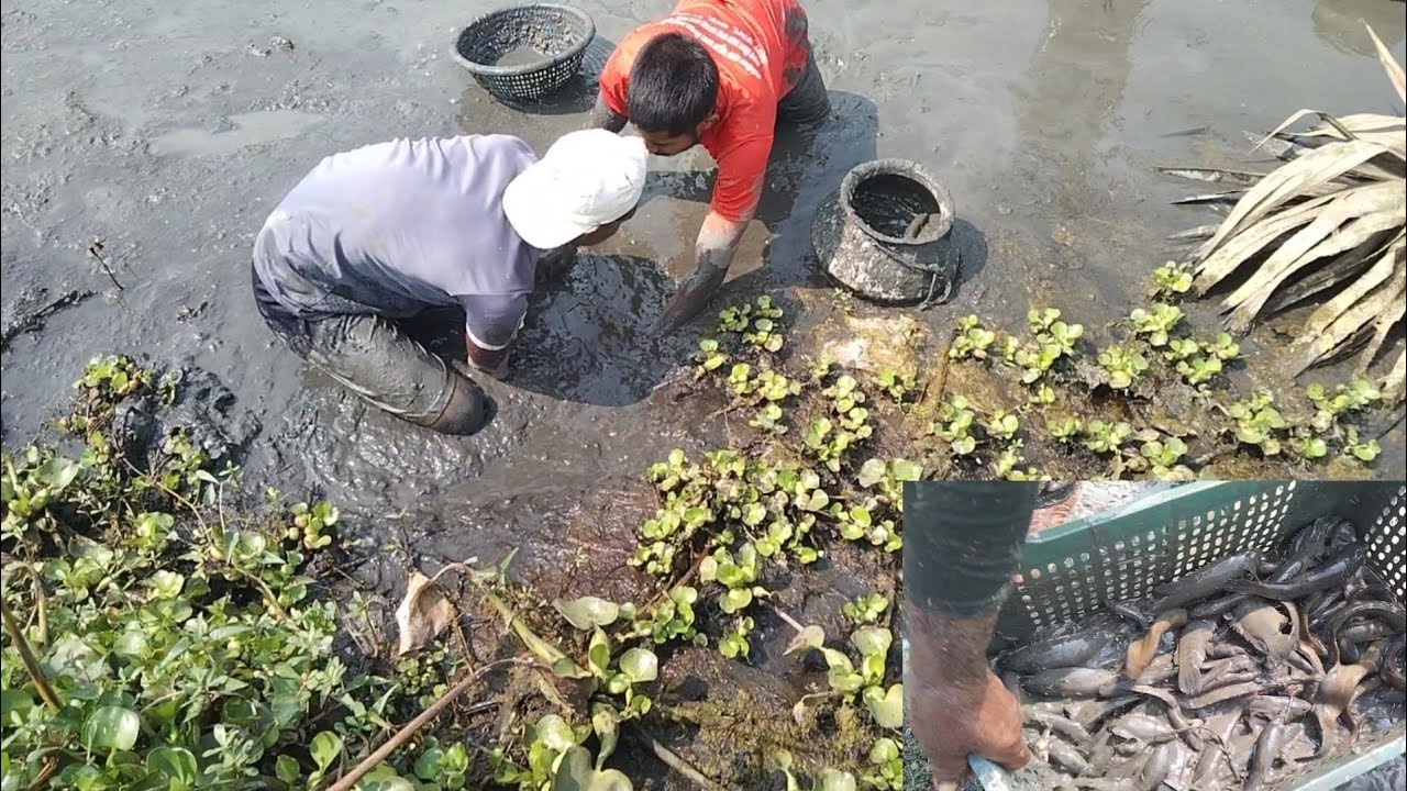 Fishing Video || Best Village Fishing Video During Dry Season 🐟🐟#fishing #fish #fishingvideo 