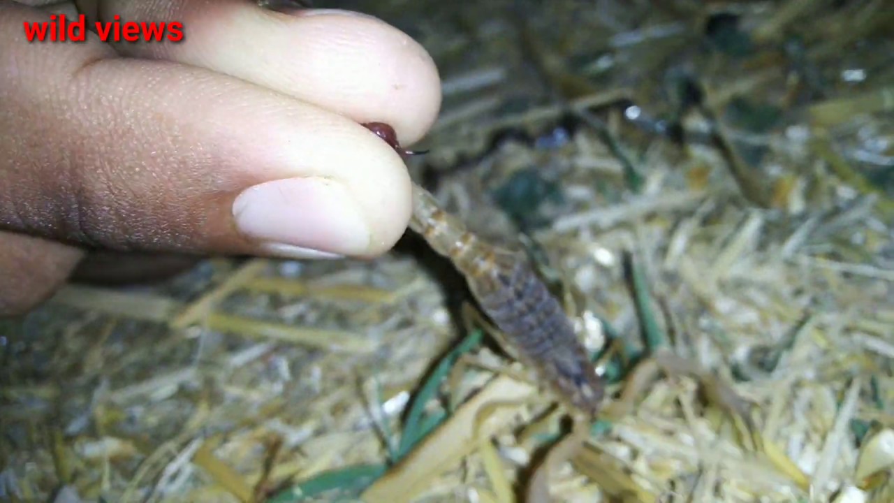 Scorpion(Hottentotta tamulus)