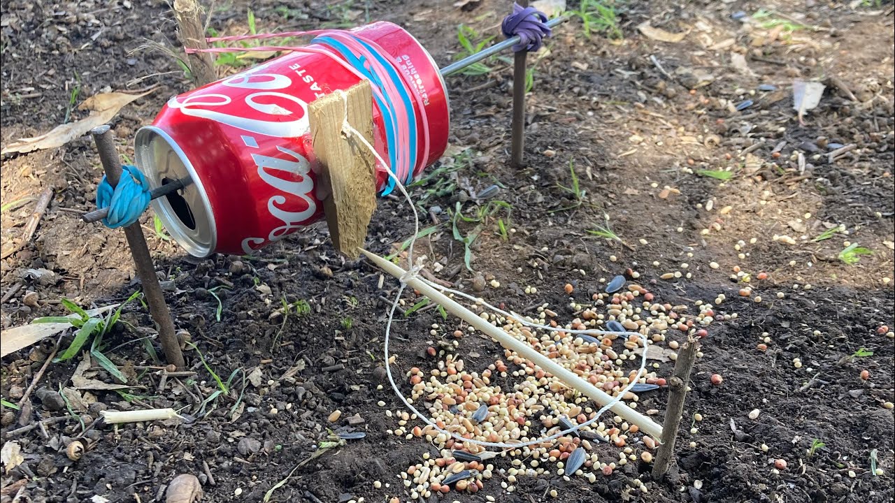Trampa para pájaros