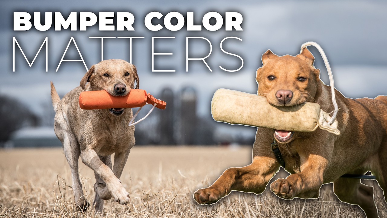 The Best Dog Training Bumper?